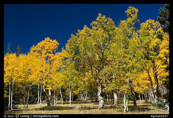 Trees in fall foliage. Great Basin National Park, Nevada, USA.