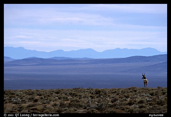 Desert antelope and hazy mountain range. Great Basin National Park (color)