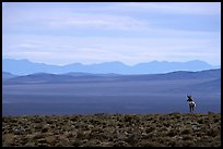 Desert antelope and hazy mountain range. Great Basin National Park ( color)