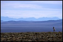 Desert antelope and hazy mountain range. Great Basin National Park, Nevada, USA.