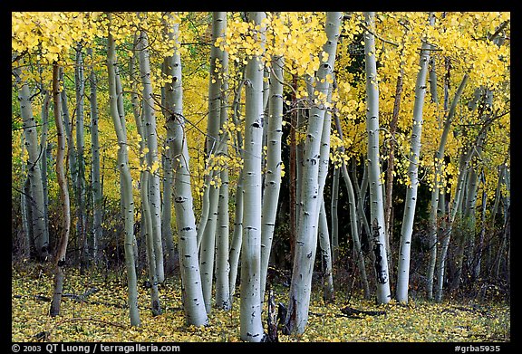 Aspens, Windy Canyon, autumn. Great Basin  National Park, Nevada, USA.