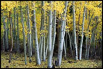 Aspens, Windy Canyon, autumn. Great Basin  National Park, Nevada, USA.