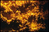 Corn formations, Lehman Cave. Great Basin National Park ( color)