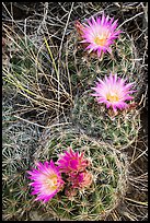 Cactus and pink blooms. Great Basin National Park ( color)