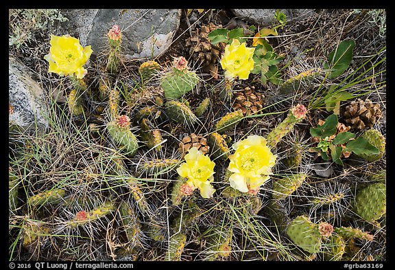 Close-up of cactus in blooms with fallen pinyon pine cones. Great Basin National Park, Nevada, USA.