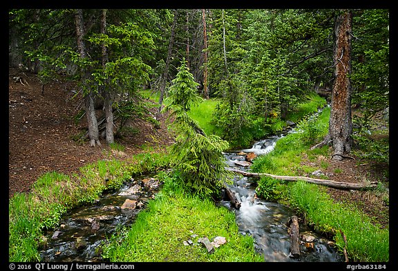 High elevation creek in summer. Great Basin National Park (color)