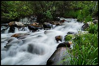 Baker Creek. Great Basin National Park ( color)