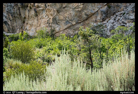 Grey Cliffs. Great Basin National Park (color)