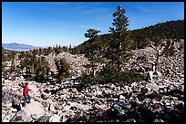 Visitor looking, Wheeler Bristlecone Pine Grove. Great Basin National Park ( color)