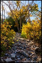 Dry riverbed and cottonwoods, Snake Creek. Great Basin National Park ( color)