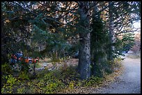 Campground along Snake Creek. Great Basin National Park ( color)