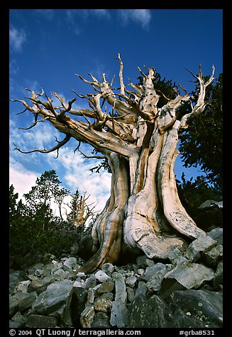 Ancient Bristlecone Pine, Wheeler Peak Basin, afternoon. Great Basin National Park (color)