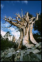 Ancient Bristlecone Pine, Wheeler Peak Basin, afternoon. Great Basin National Park, Nevada, USA. (color)