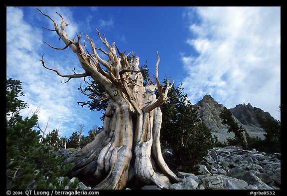Bristlecone Pine tree, Wheeler Peak Basin, afternoon. Great Basin National Park, Nevada, USA.