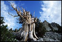 Bristlecone Pine tree, Wheeler Peak Basin, afternoon. Great Basin National Park, Nevada, USA. (color)