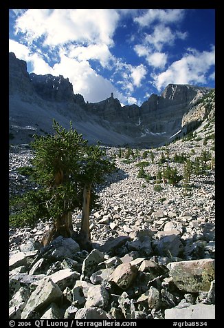 Bristlecone pine and rocks cirque, Wheeler Peak, morning. Great Basin National Park (color)