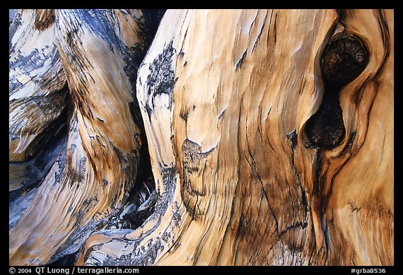 Detail of Bristlecone pine trunk. Great Basin National Park, Nevada, USA.