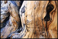 Detail of Bristlecone pine trunk. Great Basin National Park, Nevada, USA.