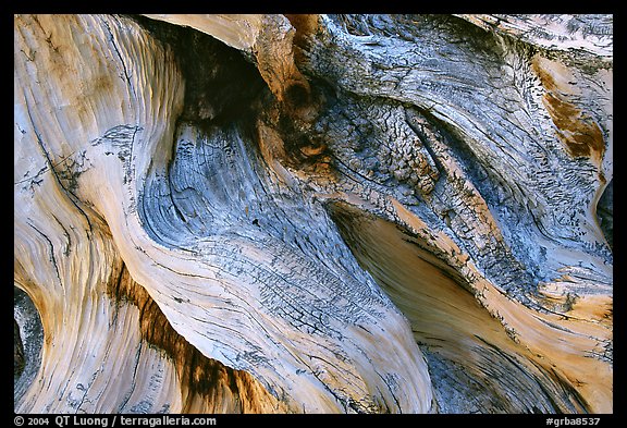 Detail of Bristlecone pine roots. Great Basin National Park (color)