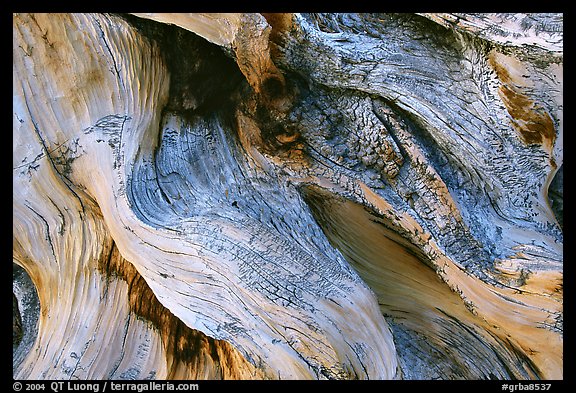 Detail of Bristlecone pine roots. Great Basin National Park, Nevada, USA.