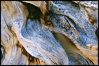 Detail of Bristlecone pine roots. Great Basin National Park, Nevada, USA. (color)