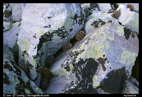 Lichen covered rocks and pine cones. Great Basin National Park, Nevada, USA.