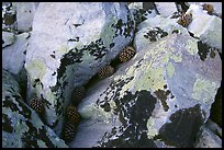 Lichen covered rocks and pine cones. Great Basin National Park, Nevada, USA.