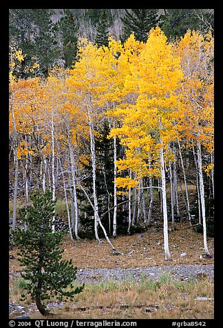 Aspen trees in fall color. Great Basin National Park, Nevada, USA.