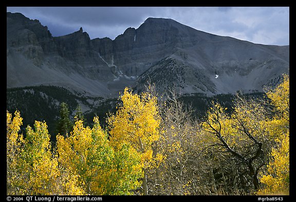 Aspens in fall foliage and Wheeler Peak. Great Basin National Park, Nevada, USA.