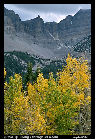 Aspens in fall color and Wheeler Peak. Great Basin National Park (color)