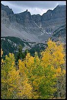 Aspens in fall color and Wheeler Peak. Great Basin National Park, Nevada, USA. (color)