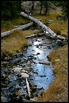 Snake Creek in fall. Great Basin National Park, Nevada, USA. (color)