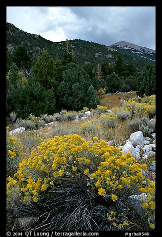 Sage in bloom and Snake Range. Great Basin National Park, Nevada, USA.