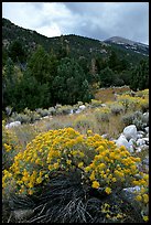 Sage in bloom and Snake Range. Great Basin National Park, Nevada, USA. (color)