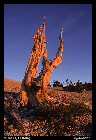 Bristlecone Pine squeleton, Mt Washington, sunrise. Great Basin National Park (color)