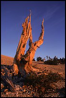 Bristlecone Pine squeleton, Mt Washington, sunrise. Great Basin National Park, Nevada, USA. (color)