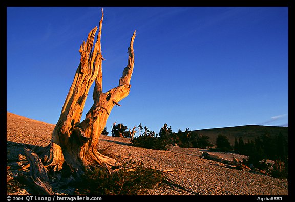 Barren slopes and dead bristlecone pine tree, Mt Washington, sunrise. Great Basin National Park, Nevada, USA.