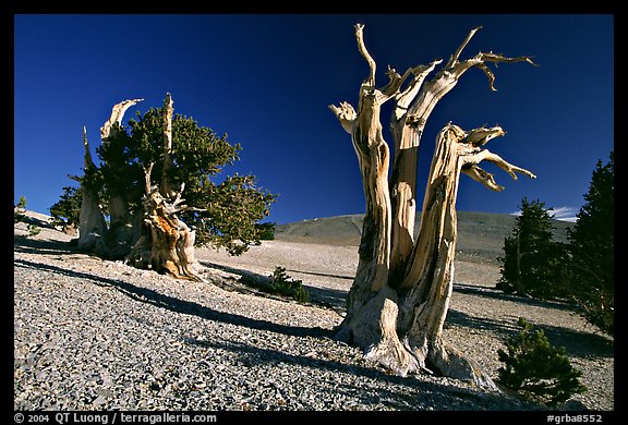 Bristlecone Pine trees, Mt Washington, early morning. Great Basin National Park, Nevada, USA.