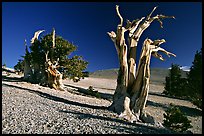 Bristlecone Pine trees, Mt Washington, early morning. Great Basin National Park, Nevada, USA. (color)