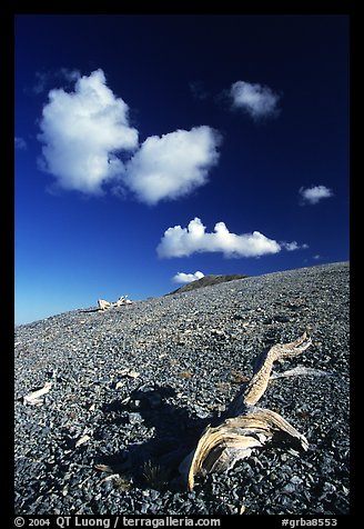 Tree squeleton and clouds on barren hill, morning. Great Basin National Park, Nevada, USA.