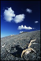 Tree squeleton and clouds on barren hill, morning. Great Basin National Park, Nevada, USA. (color)