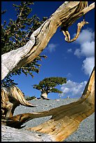 Small bristlecone tree seen through branches, morning. Great Basin National Park, Nevada, USA.