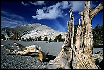 Weathered Bristlecone Pine squeleton and Mt Washington, morning. Great Basin National Park, Nevada, USA.