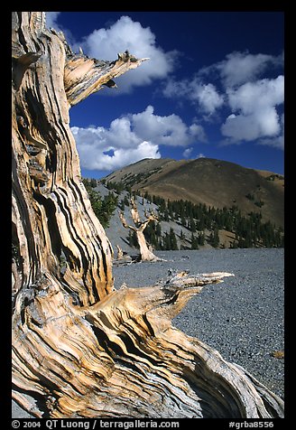 Weathered Bristlecone Pine wood, Mt Washington, morning. Great Basin National Park (color)