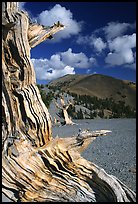 Weathered Bristlecone Pine wood, Mt Washington, morning. Great Basin National Park, Nevada, USA. (color)