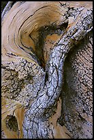 Bristlecone pine tree detail. Great Basin National Park, Nevada, USA.