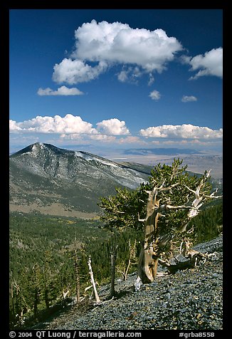 Bristlecone pine trees and Highland ridge, afternoon. Great Basin National Park, Nevada, USA.