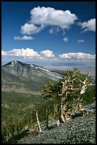 Bristlecone pine trees and Highland ridge, afternoon. Great Basin National Park, Nevada, USA.