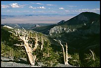 Bristlecone pine trees and Pole Canyon, afternoon. Great Basin National Park, Nevada, USA.