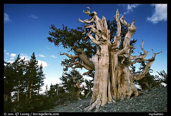 Old Bristlecone pine tree. Great Basin National Park (color)